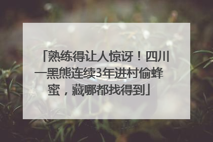 熟练得让人惊讶！四川一黑熊连续3年进村偷蜂蜜，藏哪都找得到