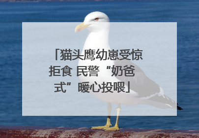 猫头鹰幼崽受惊拒食 民警“奶爸式”暖心投喂