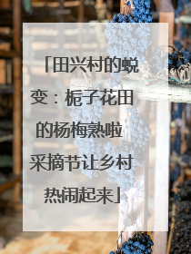 田兴村的蜕变：栀子花田的杨梅熟啦 采摘节让乡村热闹起来