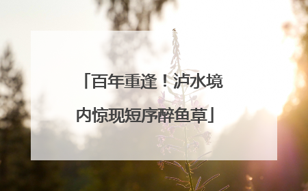 百年重逢！泸水境内惊现短序醉鱼草
