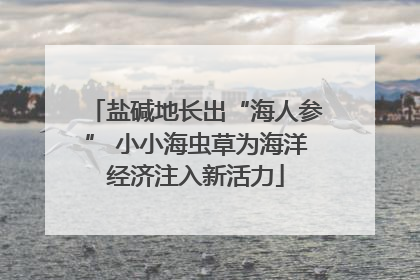 盐碱地长出“海人参” 小小海虫草为海洋经济注入新活力