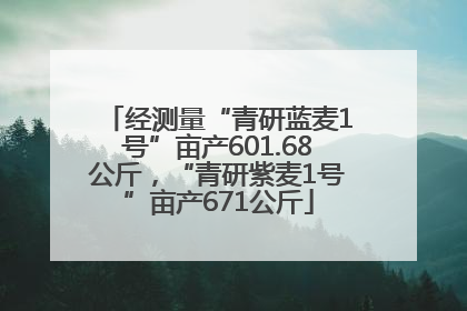 经测量“青研蓝麦1号”亩产601.68公斤，“青研紫麦1号”亩产671公斤