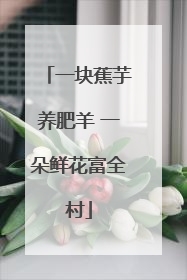 一块蕉芋养肥羊 一朵鲜花富全村