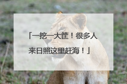 一挖一大筐！很多人来日照这里赶海！