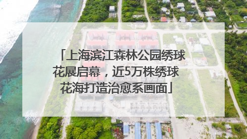 上海滨江森林公园绣球花展启幕，近5万株绣球花海打造治愈系画面