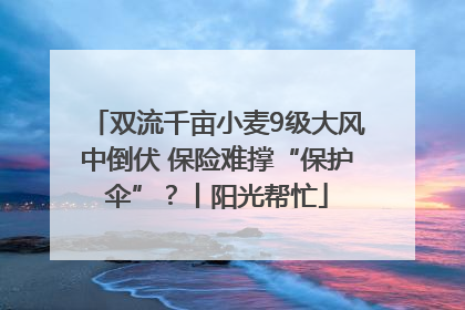 双流千亩小麦9级大风中倒伏 保险难撑“保护伞”？丨阳光帮忙