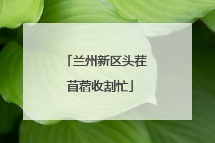 兰州新区头茬苜蓿收割忙