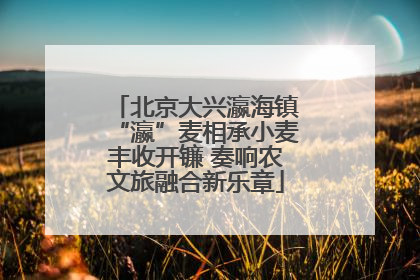 北京大兴瀛海镇“瀛”麦相承小麦丰收开镰 奏响农文旅融合新乐章