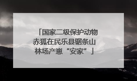 国家二级保护动物赤狐在民乐县锯条山林场产崽“安家”