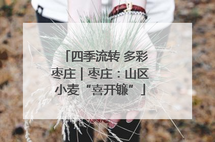 四季流转 多彩枣庄｜枣庄：山区小麦“喜开镰”