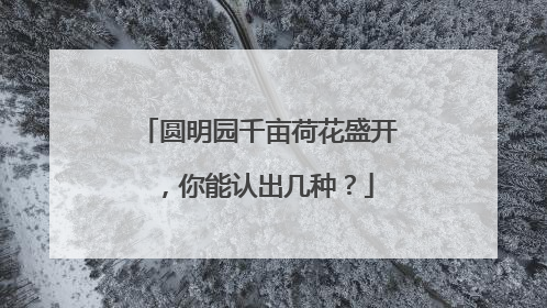 圆明园千亩荷花盛开，你能认出几种？