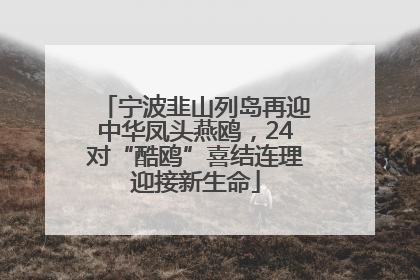 宁波韭山列岛再迎中华凤头燕鸥，24对“酷鸥”喜结连理迎接新生命