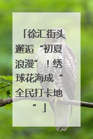徐汇街头邂逅“初夏浪漫”！绣球花海成“全民打卡地”