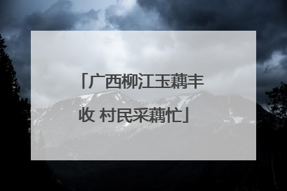 广西柳江玉藕丰收 村民采藕忙