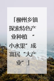 柳州乡镇探索特色产业种植 “小水果”成富民“大产业”