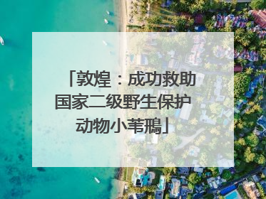 敦煌：成功救助国家二级野生保护动物小苇鳽