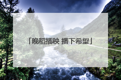 晚稻插秧 播下希望