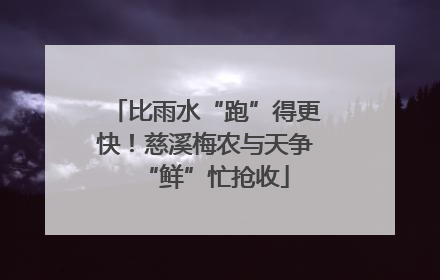 比雨水“跑”得更快！慈溪梅农与天争“鲜”忙抢收