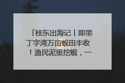 桂东出海记丨即墨丁字湾万亩蚬田丰收！渔民泥里挖蚬，一天上岸过千斤