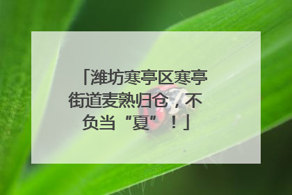 潍坊寒亭区寒亭街道麦熟归仓，不负当“夏”！