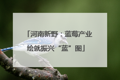 河南新野：蓝莓产业绘就振兴“蓝”图