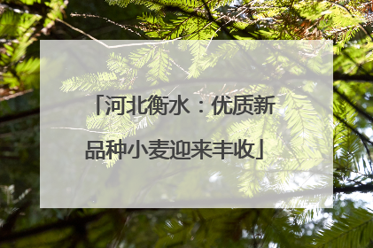 河北衡水：优质新品种小麦迎来丰收