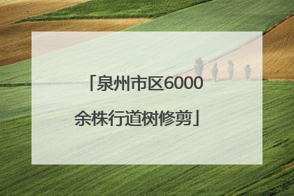 泉州市区6000余株行道树修剪