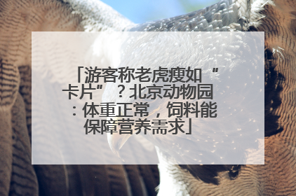 游客称老虎瘦如“卡片”？北京动物园：体重正常，饲料能保障营养需求