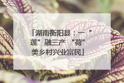 湖南衡阳县：一“莲”融三产 “荷”美乡村兴业富民