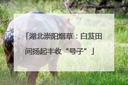 湖北崇阳烟草：白芨田间扬起丰收“号子”