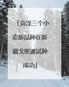 菏泽三个小麦新品种在新疆戈壁滩试种成功