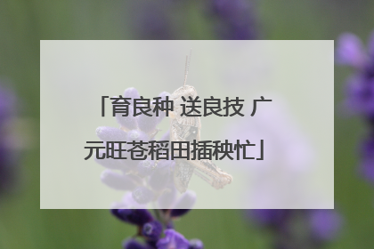 育良种 送良技 广元旺苍稻田插秧忙