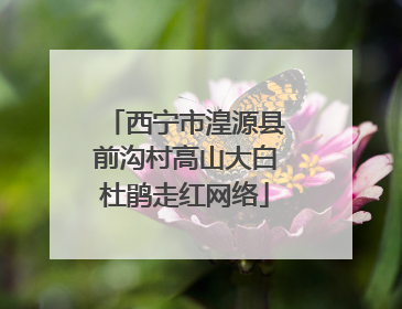 西宁市湟源县前沟村高山大白杜鹃走红网络