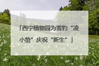 西宁植物园为雪豹“凌小蛰”庆祝“新生”