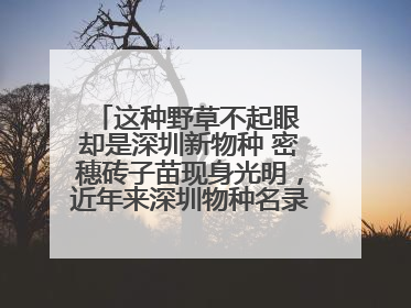 这种野草不起眼 却是深圳新物种 密穗砖子苗现身光明，近年来深圳物种名录不断刷新