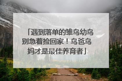 遇到落单的雏鸟幼鸟别急着捡回家！鸟爸鸟妈才是最佳养育者