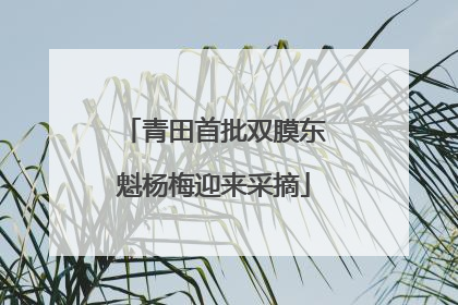 青田首批双膜东魁杨梅迎来采摘