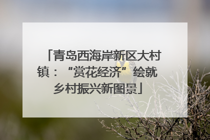 青岛西海岸新区大村镇：“赏花经济”绘就乡村振兴新图景