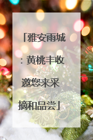 雅安雨城：黄桃丰收 邀您来采摘和品尝