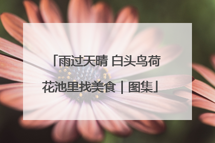 雨过天晴 白头鸟荷花池里找美食｜图集
