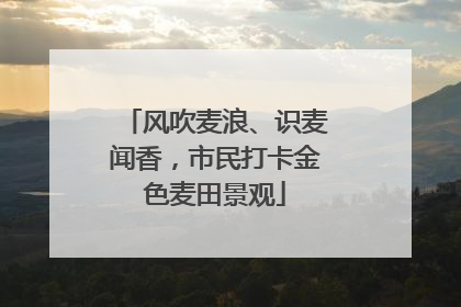风吹麦浪、识麦闻香，市民打卡金色麦田景观