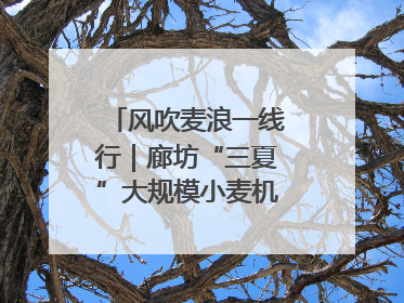 风吹麦浪一线行｜廊坊“三夏”大规模小麦机收全面开始