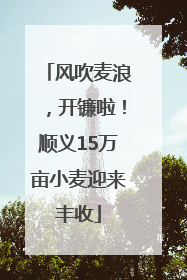 风吹麦浪，开镰啦！顺义15万亩小麦迎来丰收