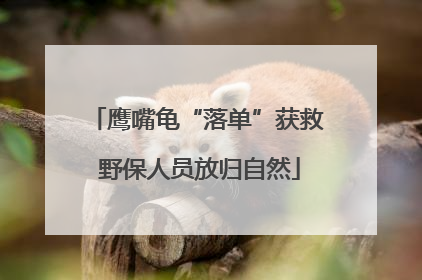 鹰嘴龟“落单”获救 野保人员放归自然