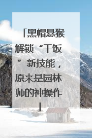 黑帽悬猴解锁“干饭”新技能，原来是园林师的神操作