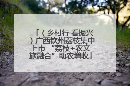 （乡村行·看振兴）广西钦州荔枝集中上市 “荔枝+农文旅融合”助农增收