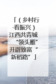 （乡村行·看振兴）江西共青城“领头雁”开辟致富“新稻路”