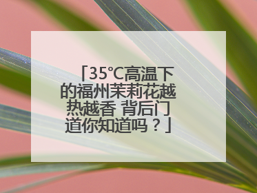 35℃高温下的福州茉莉花越热越香 背后门道你知道吗？